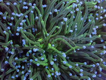 Load image into Gallery viewer, Euphyllia glabrescens “Celestine Mint”