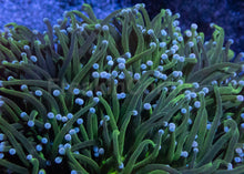 Load image into Gallery viewer, Euphyllia glabrescens “Celestine Mint”