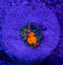 Carregar imagem no visualizador da galeria, Rhodactis sp. “OG Bounce”
