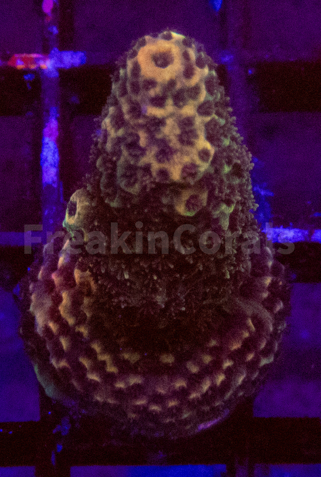 Acropora spp. Frag Ultra
