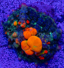 Carregar imagem no visualizador da galeria, Rhodactis sp. “OG Bounce”