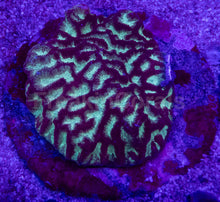 Load image into Gallery viewer, Platygyra sp. “Gilded Ice”