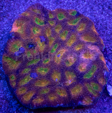 Load image into Gallery viewer, Acanthastrea echinata “Prismatic Ember”