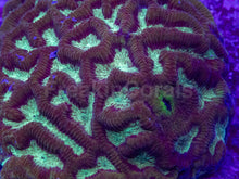 Load image into Gallery viewer, Platygyra sp. “Gilded Ice”