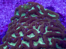 Load image into Gallery viewer, Platygyra sp. “Gilded Ice”