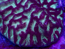 Load image into Gallery viewer, Platygyra sp. “Gilded Ice”