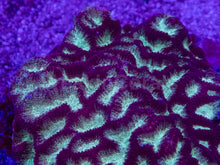 Load image into Gallery viewer, Platygyra sp. “Gilded Ice”