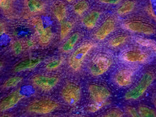 Load image into Gallery viewer, Acanthastrea echinata “Prismatic Ember”