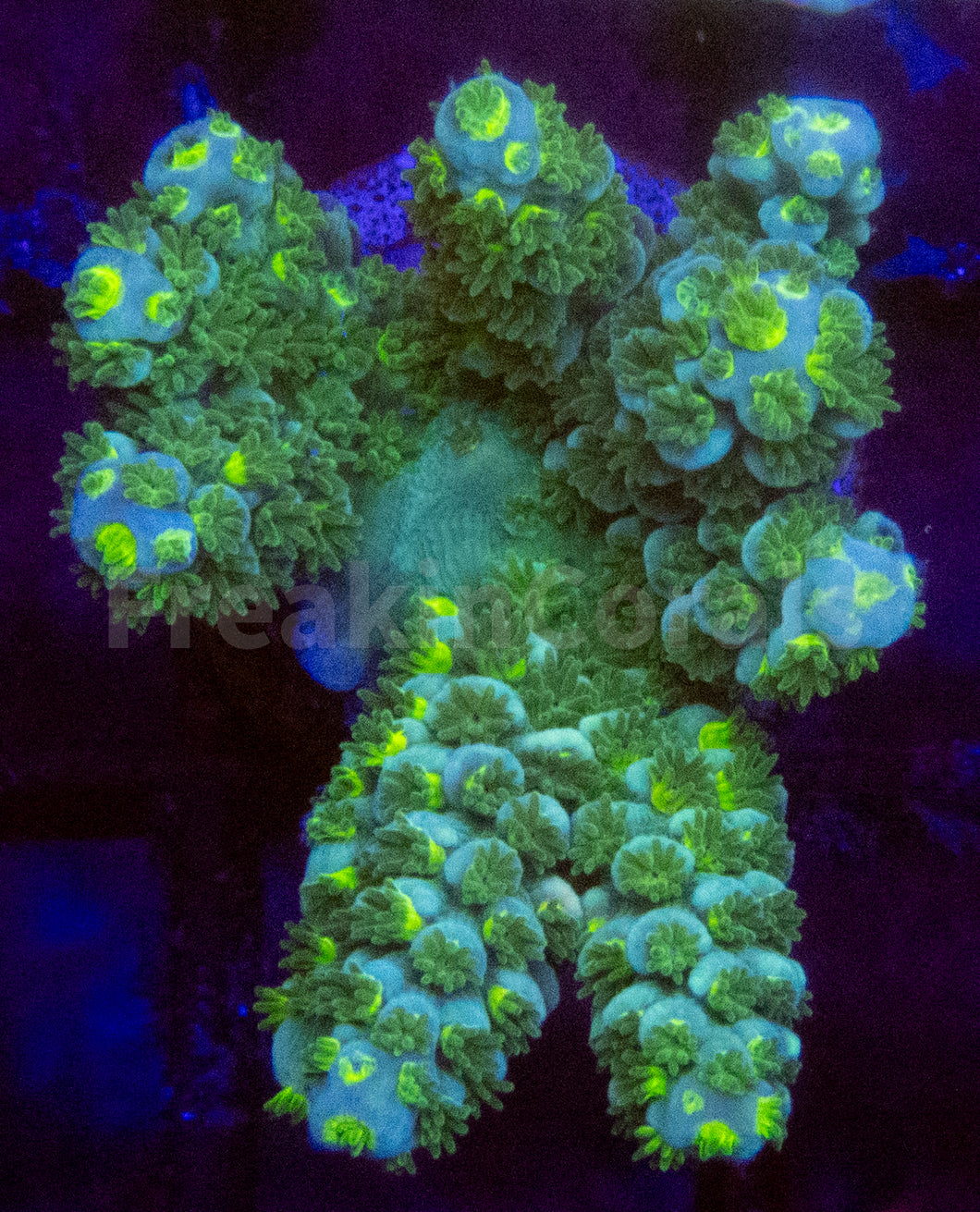 Acropora spp. Frag Ultra