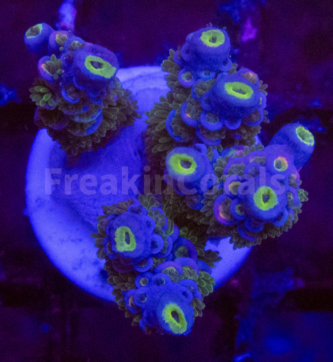 Acropora spp. Frag Ultra