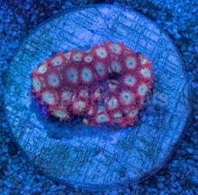 Load image into Gallery viewer, Goniopora sp. “Crimson Pearl”