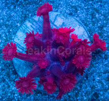 Load image into Gallery viewer, Goniopora sp. “Ultra Crimson”