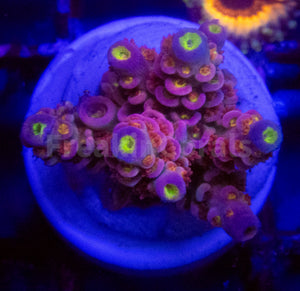 Acropora spp. Frag Ultra