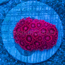 Load image into Gallery viewer, Goniopora sp. “Ultra Crimson”
