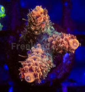 Acropora spp. Frag Ultra