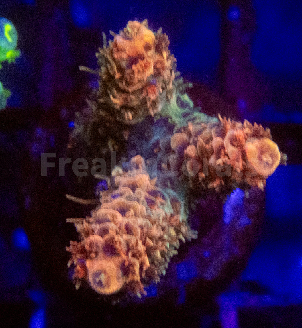 Acropora spp. Frag Ultra