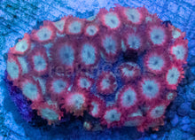 Load image into Gallery viewer, Goniopora sp. “Crimson Pearl”