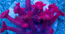 Load image into Gallery viewer, Goniopora sp. “Ultra Crimson”