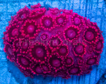Load image into Gallery viewer, Goniopora sp. “Ultra Crimson”