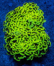 Carregar imagem no visualizador da galeria, Euphyllia ancora “Banana Storm”