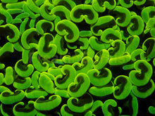 Carregar imagem no visualizador da galeria, Euphyllia ancora “Banana Storm”