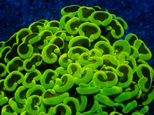 Carregar imagem no visualizador da galeria, Euphyllia ancora “Banana Storm”