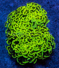 Carregar imagem no visualizador da galeria, Euphyllia ancora “Banana Storm”