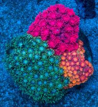 Load image into Gallery viewer, Goniopora sp. “Rainbow Trinity Base”