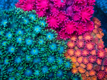 Load image into Gallery viewer, Goniopora sp. “Rainbow Trinity Base”