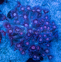 Load image into Gallery viewer, Goniopora sp. “Azure Rose Crown”