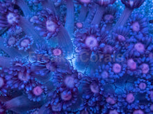 Load image into Gallery viewer, Goniopora sp. “Azure Rose Crown”