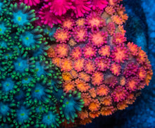 Load image into Gallery viewer, Goniopora sp. “Rainbow Trinity Base”