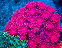 Load image into Gallery viewer, Goniopora sp. “Rainbow Trinity Base”