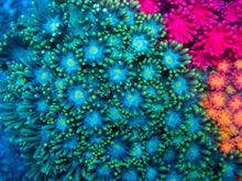 Load image into Gallery viewer, Goniopora sp. “Rainbow Trinity Base”