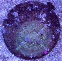 Load image into Gallery viewer, Rhodactis sp. “Ghost Bounce Green”