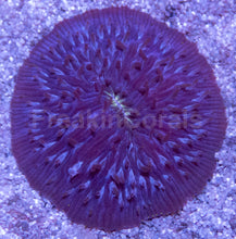 Load image into Gallery viewer, Fungia sp. “Purple Emerald Core” – XL