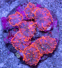 Load image into Gallery viewer, Ricordea yuma “Orange &amp; Blue” - Cut-To-Order