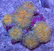 Load image into Gallery viewer, Ricordea yuma “Gold &amp; Grey” - Cut-to-Order