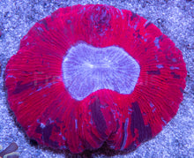 Load image into Gallery viewer, Trachyphyllia sp. “Warpaint Trinity”
