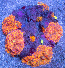 Load image into Gallery viewer, Ricordea yuma “Ultra Orange” - Cut to Order
