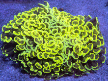 Load image into Gallery viewer, Euphyllia ancora “Banana True Yellow”