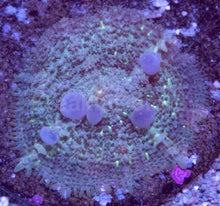 Load image into Gallery viewer, Rhodactis sp. “Ghost Bounce Green”