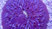 Load image into Gallery viewer, Fungia sp. “Purple Emerald Core” – XL