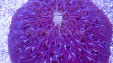 Load image into Gallery viewer, Fungia sp. “Purple Emerald Core” – XL
