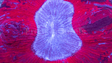 Load image into Gallery viewer, Trachyphyllia sp. “Warpaint Trinity”