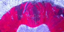 Load image into Gallery viewer, Trachyphyllia sp. “Warpaint Trinity”