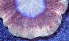 Load image into Gallery viewer, Trachyphyllia sp. “Solar Eclipse Beige”