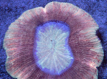 Load image into Gallery viewer, Trachyphyllia sp. “Solar Eclipse Beige”