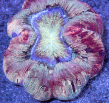 Load image into Gallery viewer, Trachyphyllia sp. “Cream Red Stripes”