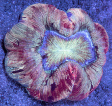 Load image into Gallery viewer, Trachyphyllia sp. “Cream Red Stripes”